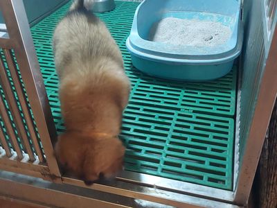tìm chủ mới cho em chó gấu bắc hà