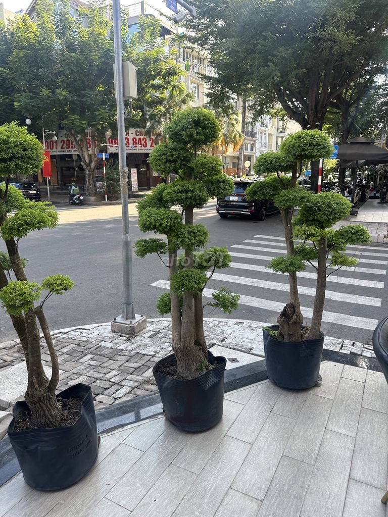 Cây cảnh mai chiếu thuỷ bonsai giá rẻ. Mua bán Cây cảnh, đồ trang trí tại Quận 7 Tp Hồ Chí Minh được đăng bởi dong hình 5