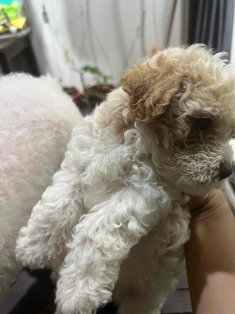 Nhà mih có đàn chó Poodle.được 45 ngày tuổi