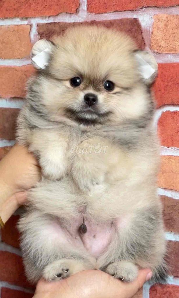 Chó Phốc Sóc nhỏ nhắn. Mua bán Chó tại Huyện Bình Chánh Tp Hồ Chí Minh được đăng bởi mini pet house sài gòn hình 1