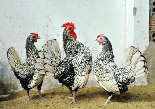 Gà vảy cá đồng và bạc  từ 1 tháng đến 3 tháng. Mua bán Gà tại Quận 12 Tp Hồ Chí Minh được đăng bởi Công  Thịnh hình 1