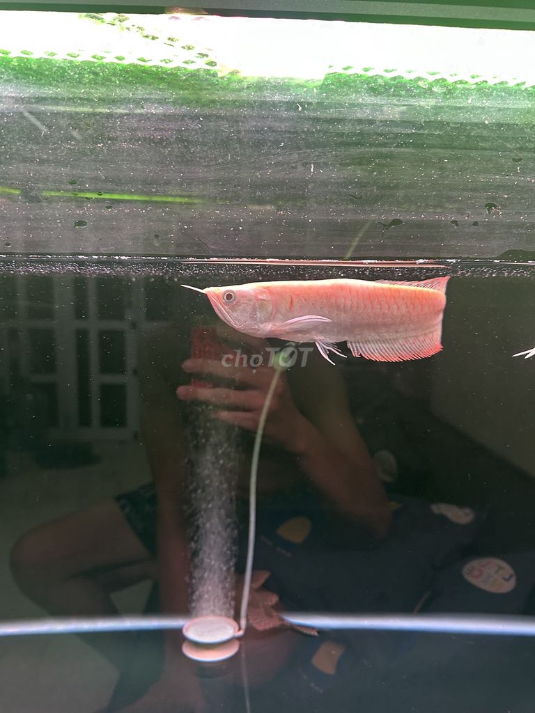 4 em ngân Long abino size chuẩn đẹp(1em gù lưng)