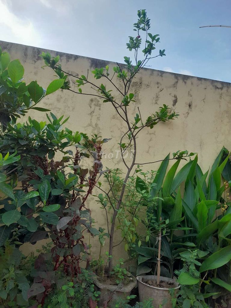 Mai tứ quý thế đẹp . Mua bán Cây cảnh, đồ trang trí tại Huyện Đông Anh Hà Nội được đăng bởi Pham van anh hình 1