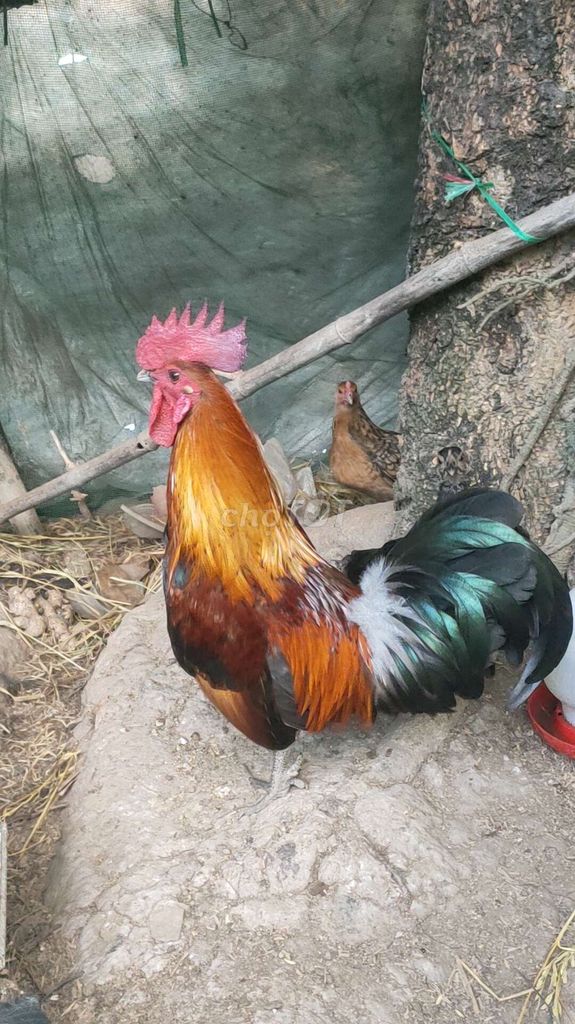 Gà tre Đực Nhiều màu. Mua bán Gà tại Huyện Vĩnh Lợi Bạc Liêu được đăng bởi мr . trí hình 1