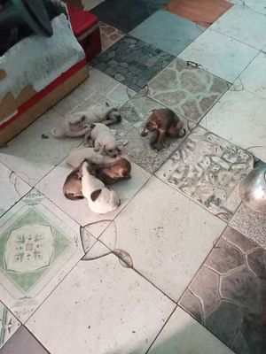 Chó cỏ con nhiều màu