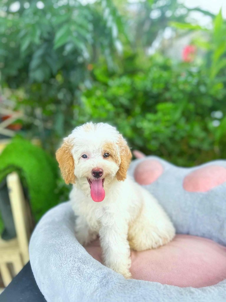 poodle bò nâu thuần chủng