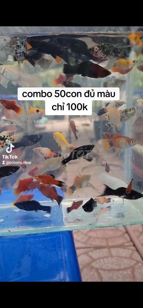 Combo 50con đủ màu nuôi k oxi