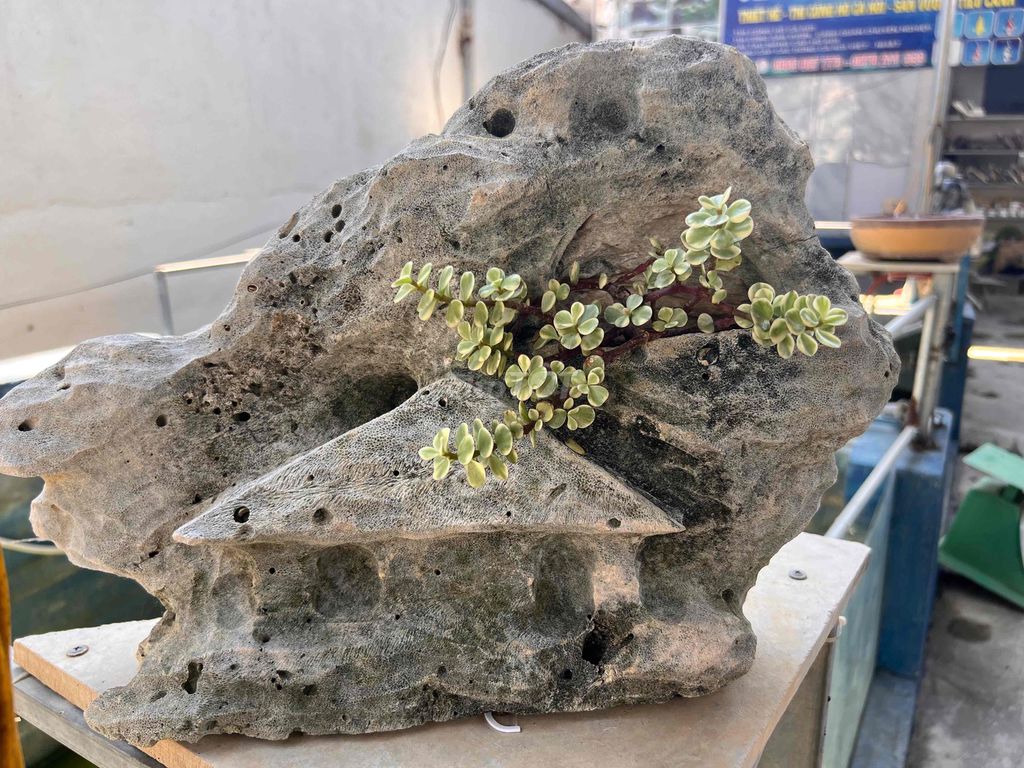 Đá san hô Đô la Trắng. Mua bán Cây cảnh, đồ trang trí tại Thành phố Nha Trang Khánh Hòa được đăng bởi aby hình 1