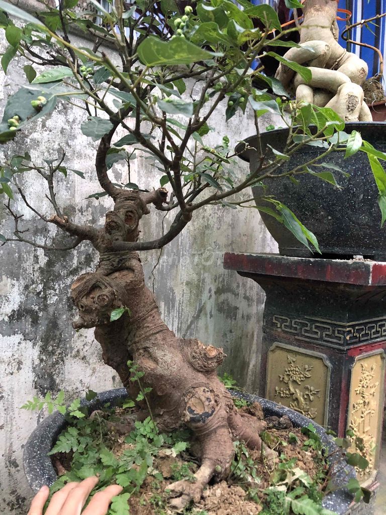 Cây cảnh Sung nếp Bonsai. Mua bán Cây cảnh, đồ trang trí tại Thành phố Vinh Nghệ An được đăng bởi bảo ngọc hình 1