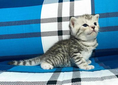Silver Tabby - Blue Tabby - Black Golden tìm 🏡 mới
