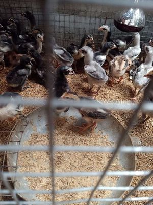 Bầy gà đòn. Chọi con 1 tháng. Mua bán Gà tại Thành phố Thuận An Bình Dương được đăng bởi Gà Chọi