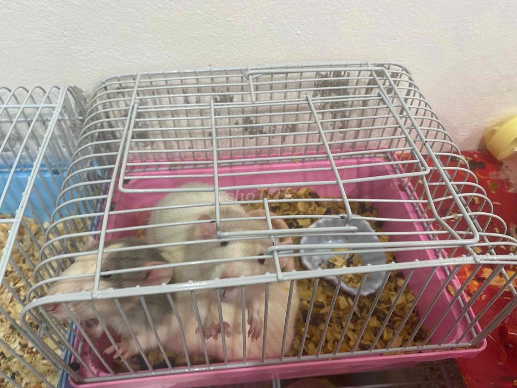 Chuột Hamster nhiều màu. Mua bán Thú cưng khác tại Quận Cầu Giấy Hà Nội được đăng bởi Phuong Hoang hình 1