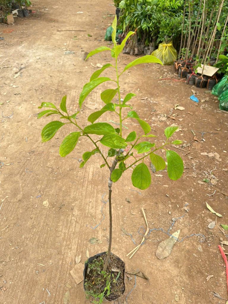 Cây giống Hồng đỏ 1m. Mua bán Đồ chuyên dụng, Giống nuôi trồng tại Huyện Gia Lâm Hà Nội được đăng bởi Hoàng thị muôn hình 1