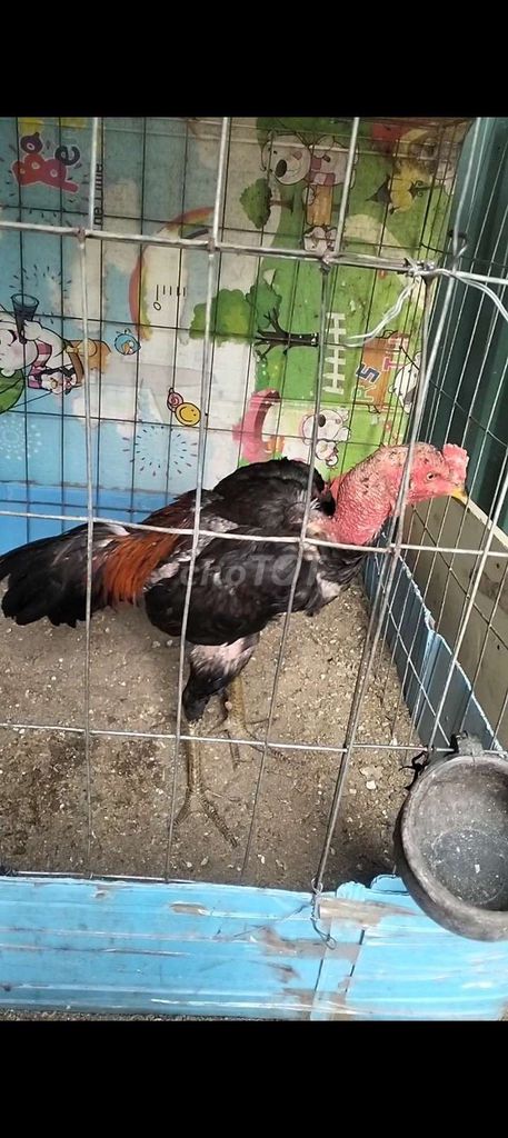 Gà chọi đực sưng khớp gối. Mua bán Gà tại Huyện Thanh Trì Hà Nội được đăng bởi Lê Hoang Anh hình 1