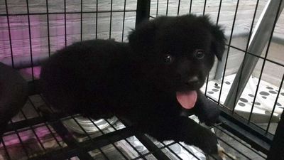 Chó Gấu Bắc Hà lai Mông Cộc chân huyền đề full đen. Mua bán Chó tại Huyện Hóc Môn Tp Hồ Chí Minh được đăng bởi Chó Quý Sài Gòn