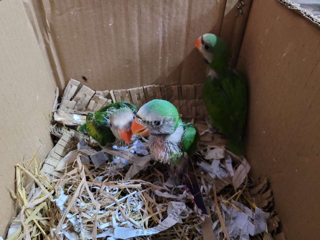 Vẹt non màu Xanh lá. Mua bán Chim tại Quận Bình Thạnh Tp Hồ Chí Minh được đăng bởi Shop chim cảnh hình 1