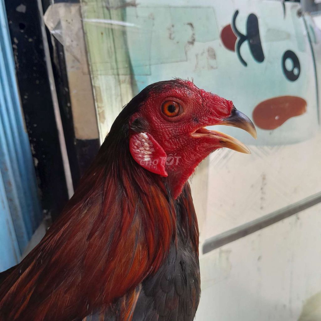 tre 1kg1. Mua bán Gà tại Quận Bình Thuỷ Cần Thơ được đăng bởi Thành Cần Thơ hình 1