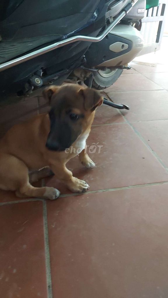 Chó Bécgie Bỉ lai cái 3 tháng. Mua bán Chó tại Huyện Quốc Oai Hà Nội được đăng bởi Nguyễn Tú Anh hình 1