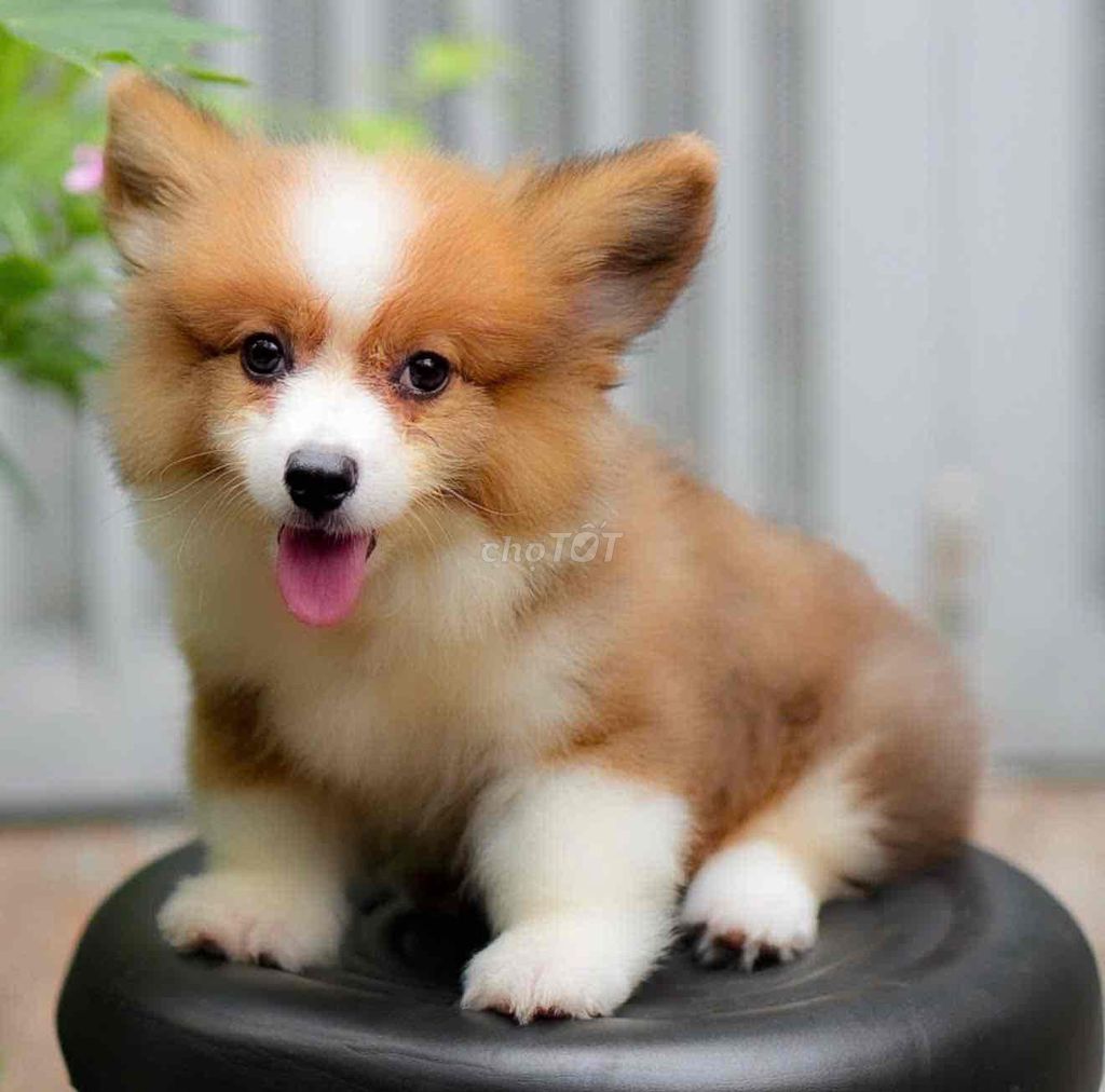 Chó Corgi y hình 2 tháng tuổi màu vàng trắng. Mua bán Chó tại Quận Gò Vấp Tp Hồ Chí Minh được đăng bởi hồng hạnh hình 1