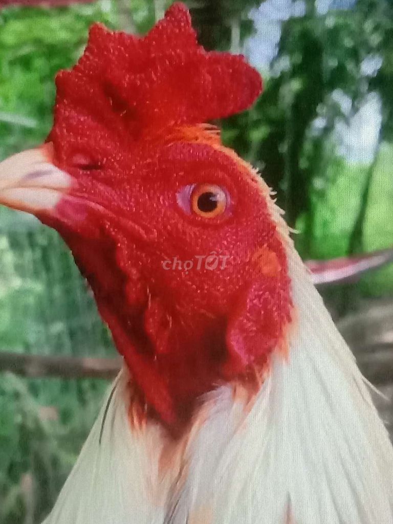 tóp Gà nòi lông nọc lớn bự khủng đẹp. Mua bán Gà tại Huyện Bình Chánh Tp Hồ Chí Minh được đăng bởi Hùng hình 1