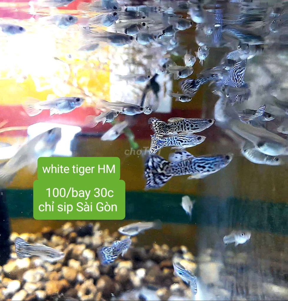 Cá Guppy White Tiger HM. 100k/30con. Mua bán Thú cưng khác tại Quận 7 Tp Hồ Chí Minh được đăng bởi Cá cảnh Phong hình 1