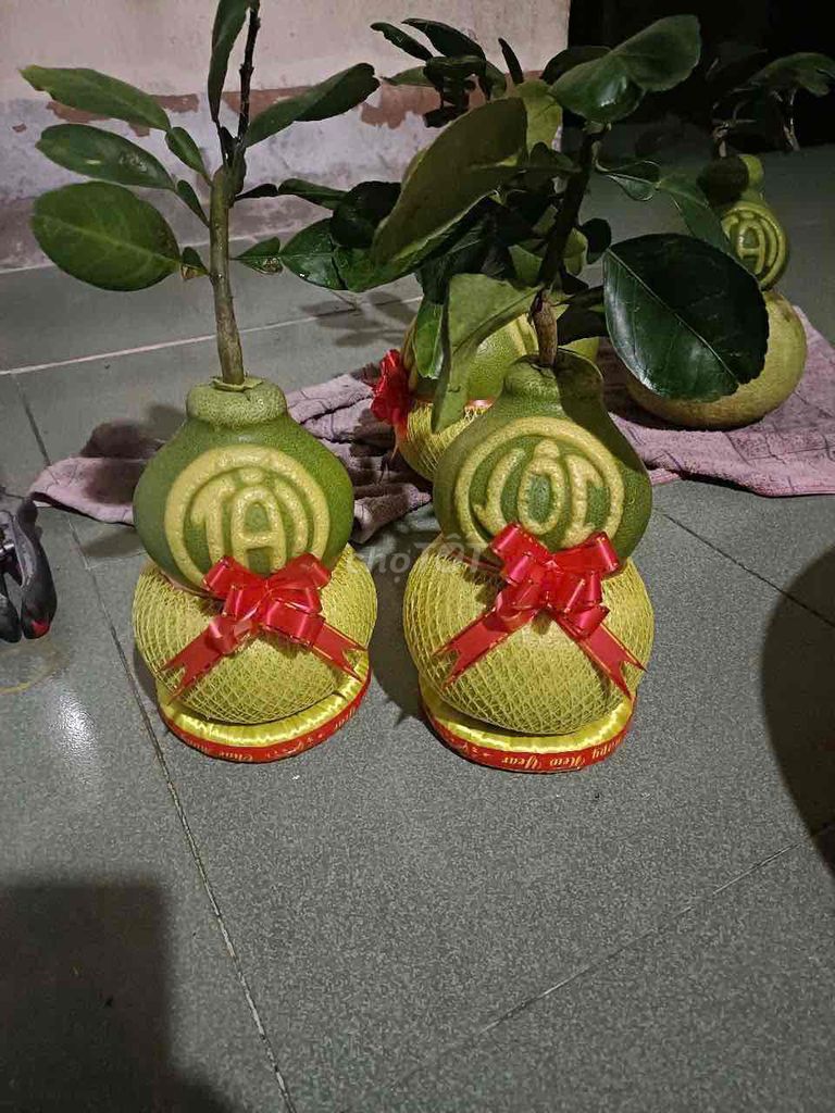 Bưởi hồ lô chưng Tết. Mua bán Đồ ăn, thực phẩm và các loại khác tại Quận Ninh Kiều Cần Thơ được đăng bởi Pham Que hình 1
