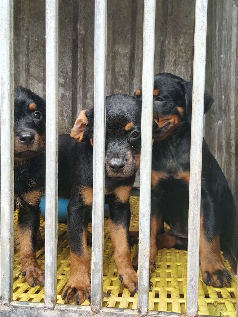 Rottweiler secbia thuần chủng. Mua bán Chó tại Thị xã Bến Cát Bình Dương được đăng bởi Malinois bình dương  hình 2