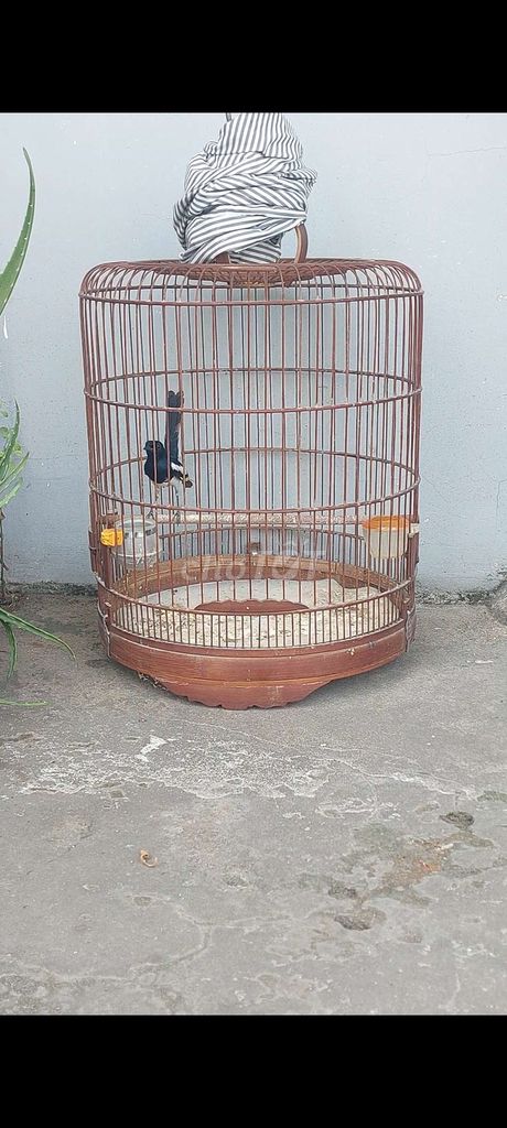 Chòe than bổi tuyển đẹp. Mua bán Chim tại Quận Cái Răng Cần Thơ được đăng bởi Nguyễn Nam hình 1