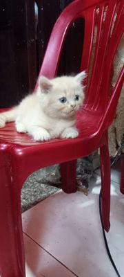 Mèo Ba Tư lai Vàng kem Cả đực và cái Tốt