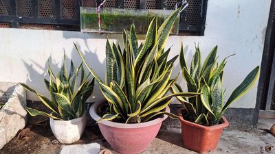 Thanh Lý 2 Cây lưỡi hổ. Mua bán Cây cảnh, đồ trang trí tại Quận Tân Bình Tp Hồ Chí Minh được đăng bởi Lâm Thị Đỗ Uyên 