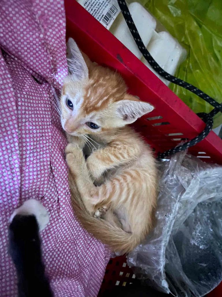 Mèo ta Cam. Mua bán Mèo tại Thành phố Thuận An Bình Dương được đăng bởi Nghi hình 1