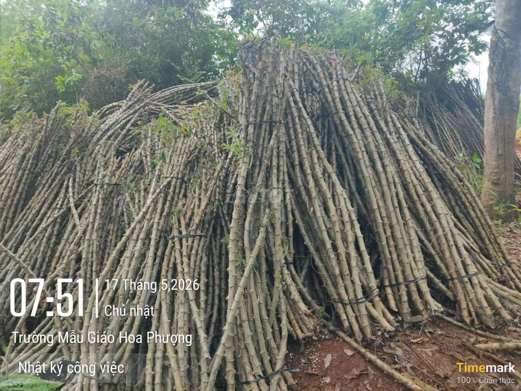 Cây giống Sắn dễ trồng. Mua bán Đồ chuyên dụng, Giống nuôi trồng tại Huyện Đức Cơ Gia Lai được đăng bởi Lãnh Vũ Hoàng hình 1