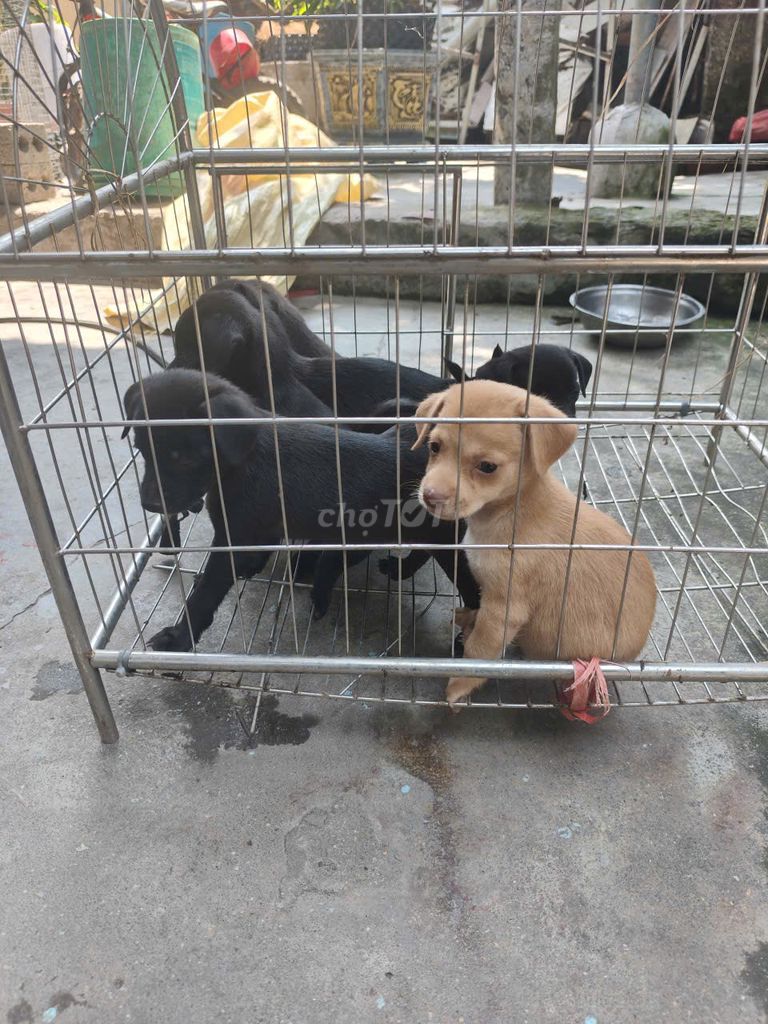 Chó Phốc 6 con 4 cái 2 đực. Mua bán Chó tại Huyện Đông Hưng Thái Bình được đăng bởi nguyễn hồng dự hình 1