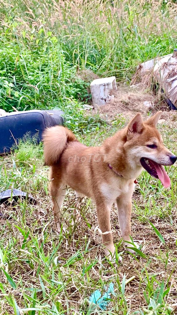 Bé Shiba Inu cái màu vàng đỏ 6.5 tháng tuổi