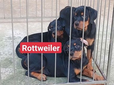 Chó Rottweiler.Đủ Loại