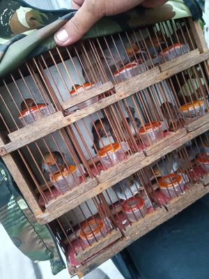 Sâu đầu đỏ bổi đẹp...chưa cám. Mua bán Chim tại Quận 12 Tp Hồ Chí Minh được đăng bởi A Đỏ