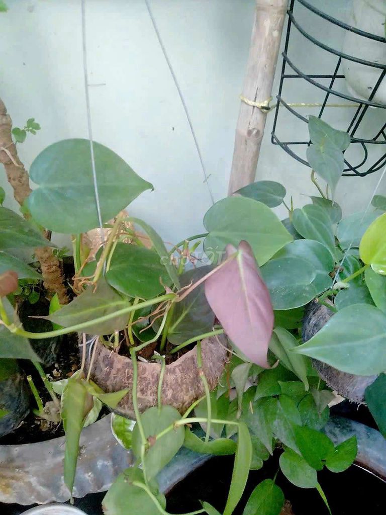 Trầu bà micans chậu Gáo dừa. Mua bán Cây cảnh, đồ trang trí tại Quận 4 Tp Hồ Chí Minh được đăng bởi Khánh Ngân hình 1