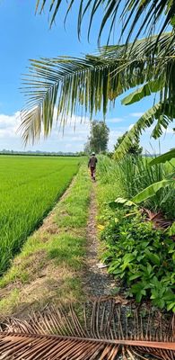 ĐẤT LÚA NGAY UB XÃ MỸ QUÝ ĐÔNG, 1.3 tỷ