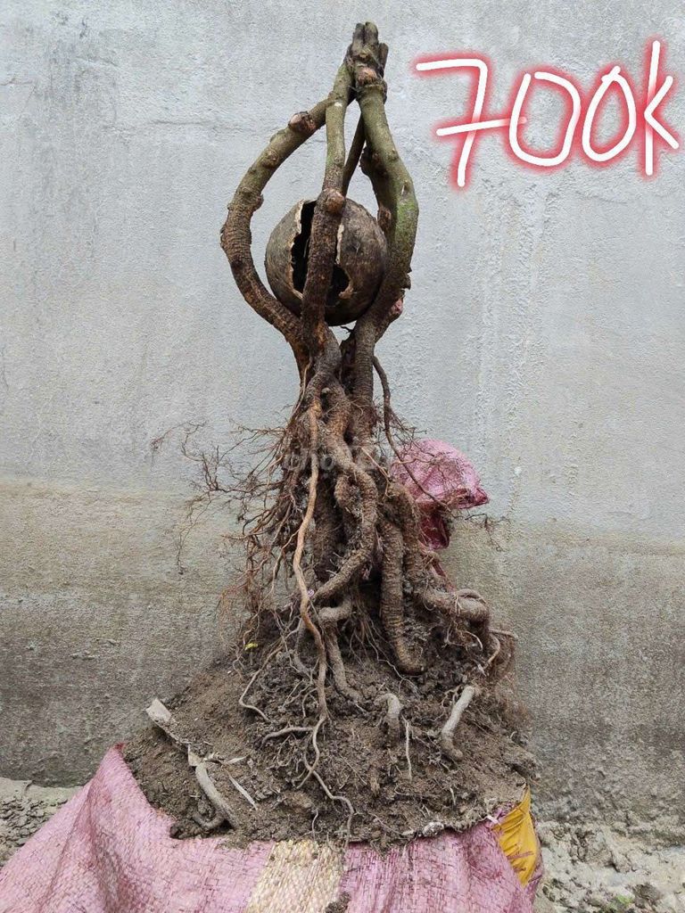 Mai vàng Bonsai. Mua bán Cây cảnh, đồ trang trí tại Huyện Phụng Hiệp Hậu Giang được đăng bởi Ngọc hình 1