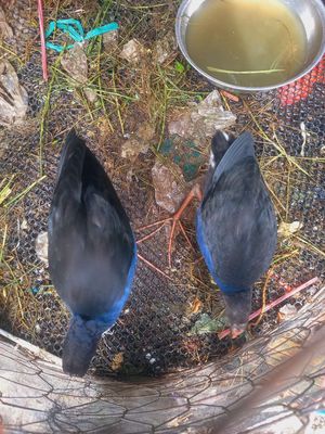 Cặp chim lớn. Mua bán Chim tại Huyện Tam Bình Vĩnh Long được đăng bởi GàVL