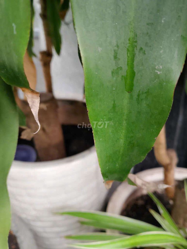 Cây phát tài gốc mười mấy năm 300k. Mua bán Cây cảnh, đồ trang trí tại Quận Tân Phú Tp Hồ Chí Minh được đăng bởi anh hình 2