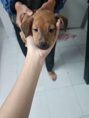Chó Poodle lai nâu 2 tháng rưỡi