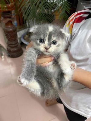 MÈO ANH LÔNG NGẮN TAI CỤP. Mua bán Mèo tại Huyện Mai Sơn Sơn La được đăng bởi Nguyễn Khánh Huyền