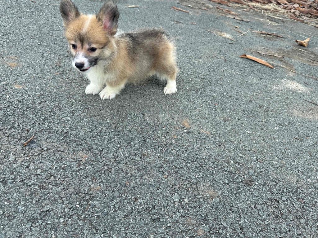 corgi fluffy - lông dài 2 tháng tuổi