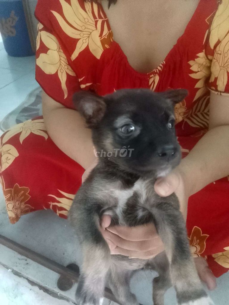 Tặng Chó cỏ đực. Mua bán Chó tại Quận 12 Tp Hồ Chí Minh được đăng bởi Lê Ngọc Huy hình 1