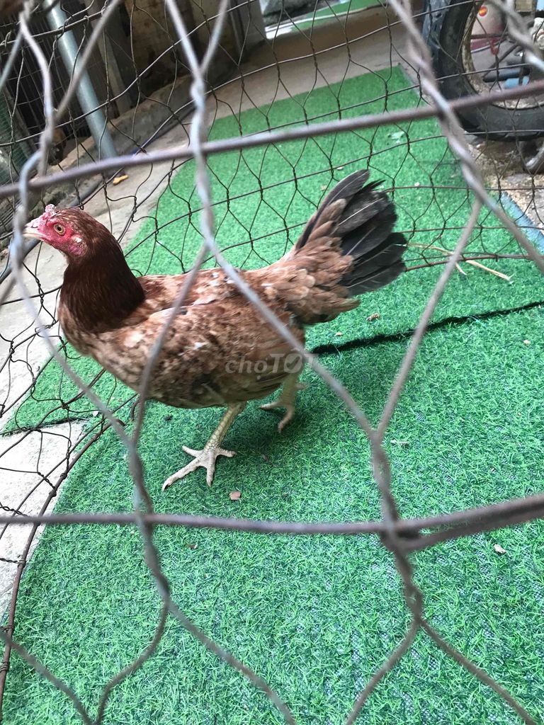 Gà giống 2kg8 trống 2kg mái. Mua bán Gà tại Huyện Trảng Bom Đồng Nai được đăng bởi quan hoang hình 1