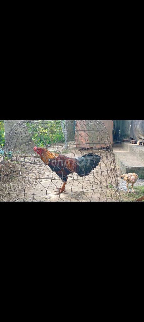 Cặp gà 3kí3. Mua bán Gà tại Huyện Mỏ Cày Nam Bến Tre được đăng bởi Huy Bến Tre hình 1