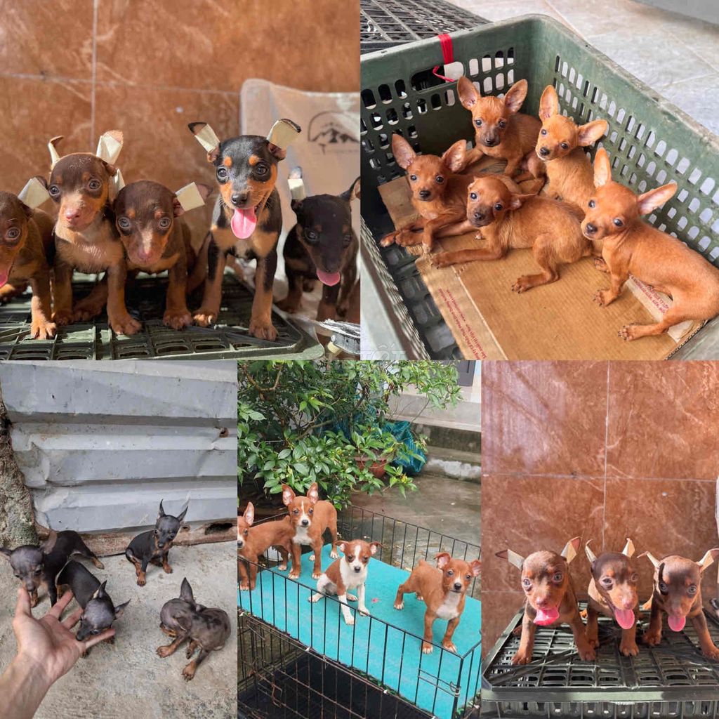 phốc hươu mini đủ màu siêu đẹp. Mua bán Chó tại Quận Cẩm Lệ Đà Nẵng được đăng bởi Anh Pet Shop hình 1