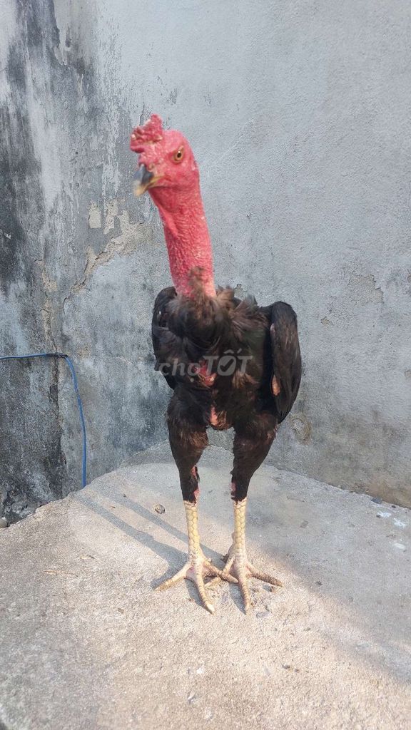 Gà trống 3kg chân vàng. Mua bán Gà tại Huyện Hòa Vang Đà Nẵng được đăng bởi Minh Tâm  hình 1
