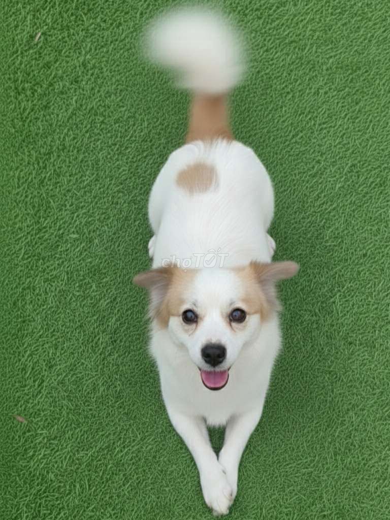 Phốc Sóc đực Bạch Cẩu Hoàng Đầu Thân Bối Nguyệt. Mua bán Chó tại Huyện Hóc Môn Tp Hồ Chí Minh được đăng bởi Thi Thi hình 1